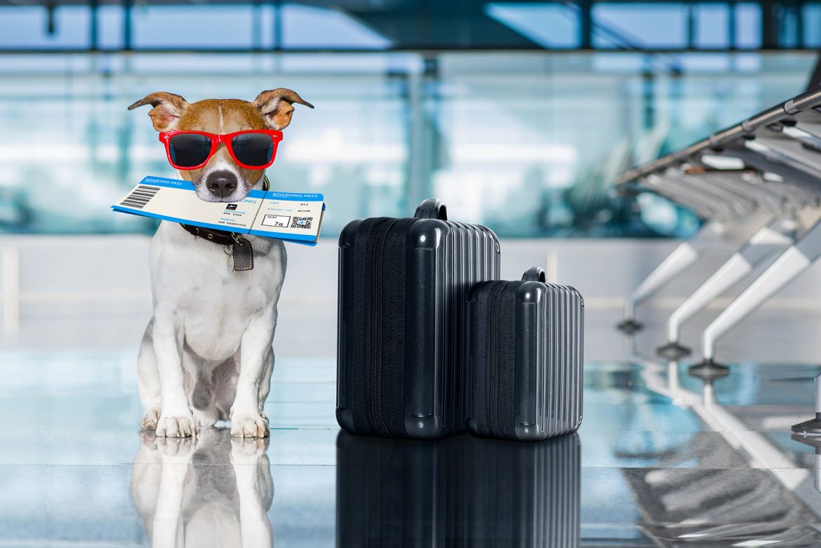 dog travel must haves